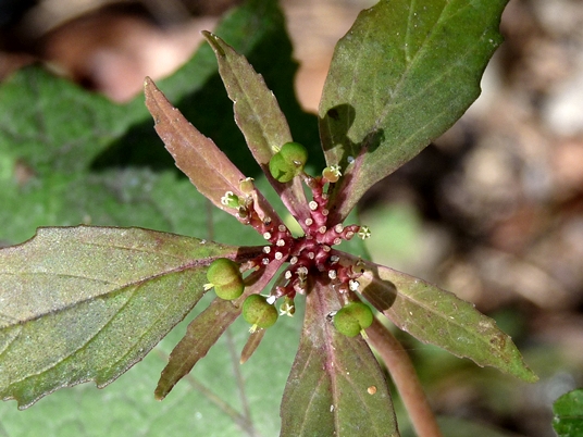 {Euphorbia dentata}